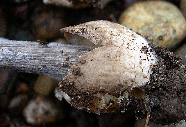 Volvariella  terrea  sp.nov.